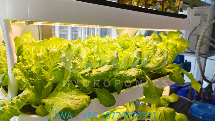 Agriculture Vertical Farming - Sebze, Marul ve Çilek Yetiştirme İçin