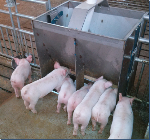 Agriculture Farming And Livestock - Paslanmaz Çelik Çift Taraflı Yemlik Teknesi,