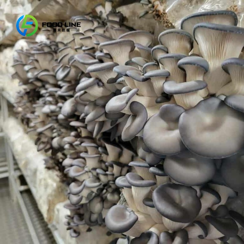 Modüler Konteyner Çiftliği Kap - Vertical Farming Urban Agriculture incelemesi ve fiyatı