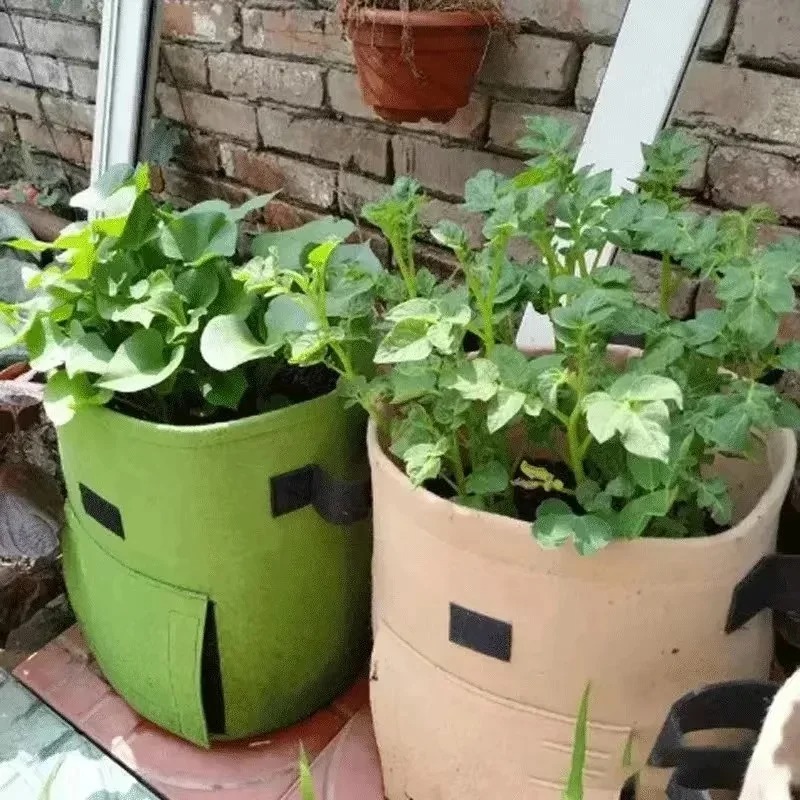 3 stilleri keçe bitki büyümek  - Agriculture Vertical Farming incelemesi ve fiyatı