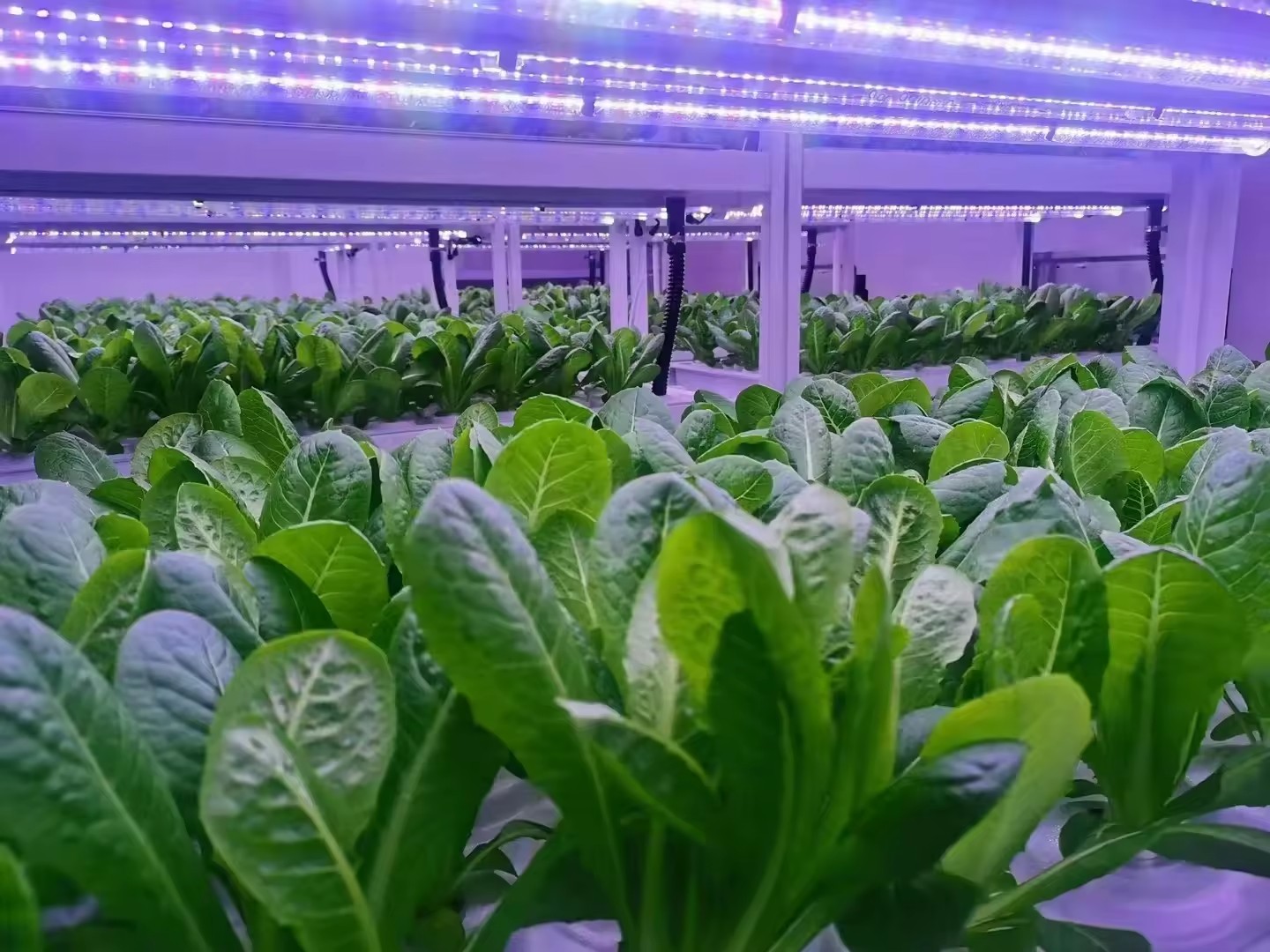 Sera Tarım Ekipmanları Mantar  - Agriculture Farming Equipments incelemesi ve fiyatı