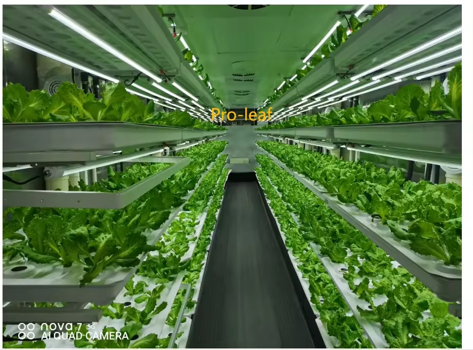 Sera Tarım Ekipmanları Mantar  - Agriculture Farming Equipments incelemesi ve fiyatı