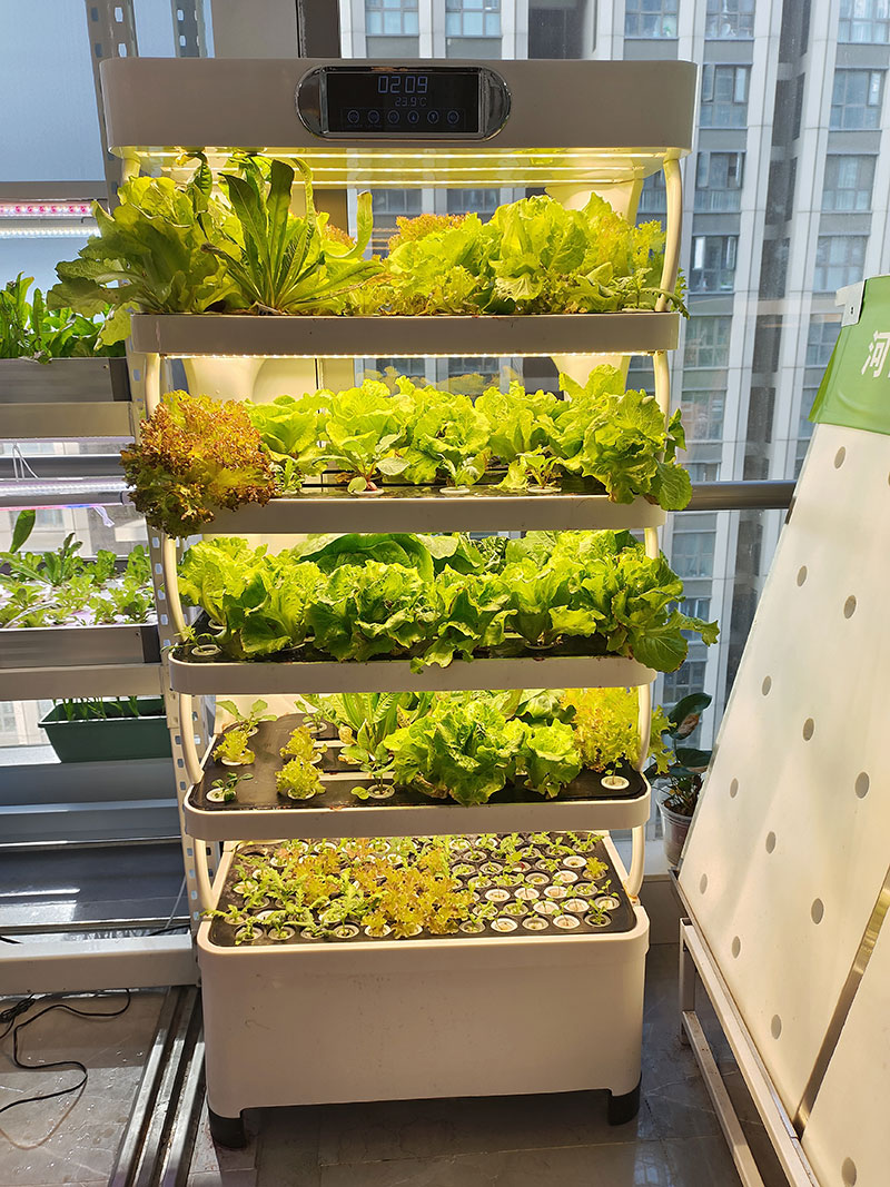 Sebze, Marul ve Çilek Yetiştir - Agriculture Vertical Farming incelemesi ve fiyatı