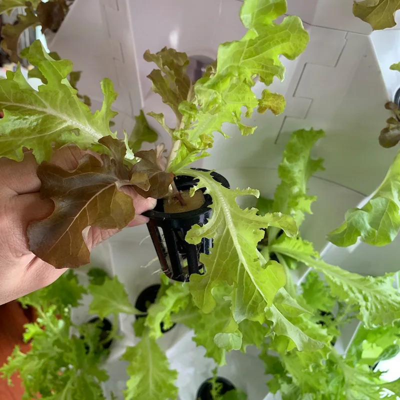 Tarımsal Seralar Dikey Tarım A - Agriculture Vertical Farming incelemesi ve fiyatı