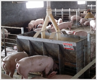 Paslanmaz Çelik Çift Taraflı Y - Agriculture Farming And Livestock incelemesi ve fiyatı